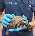 Gad gapił się na działkowiczkę