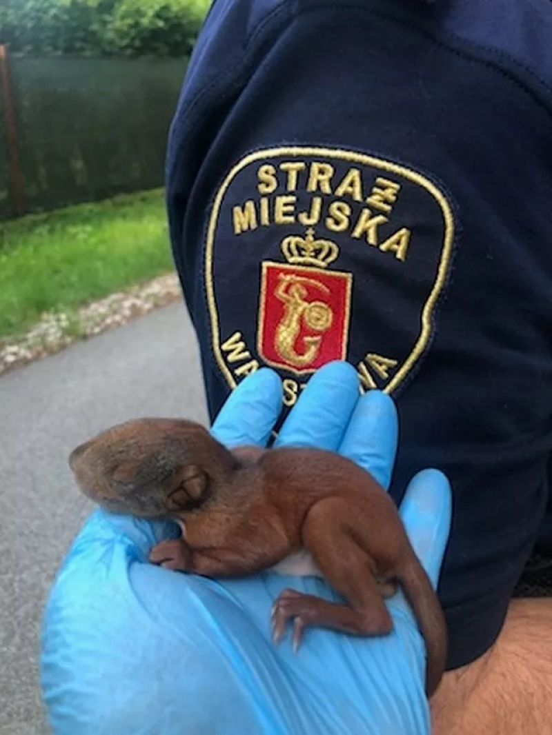 Dramat malutkiej wiewiórki na Białołęce