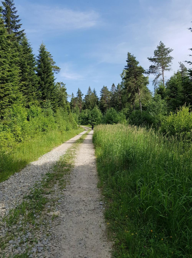 Spacery leśne