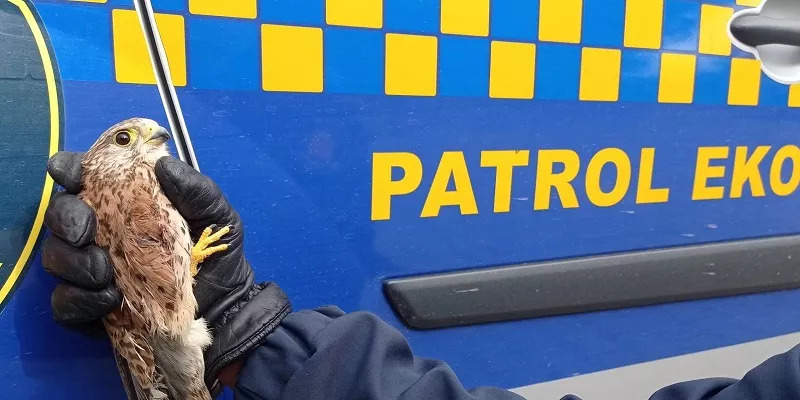 Ranna pustułka trafiła do Ptasiego Azylu