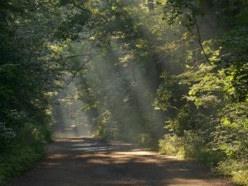 Sekretne życie lasu - Zielone królestwo
