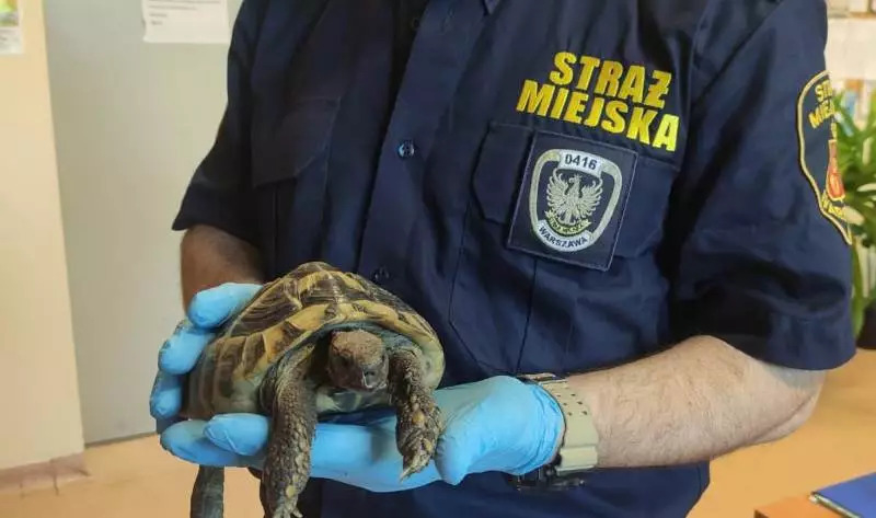 Niecodzienny podróżnik w centrum Rembertowa