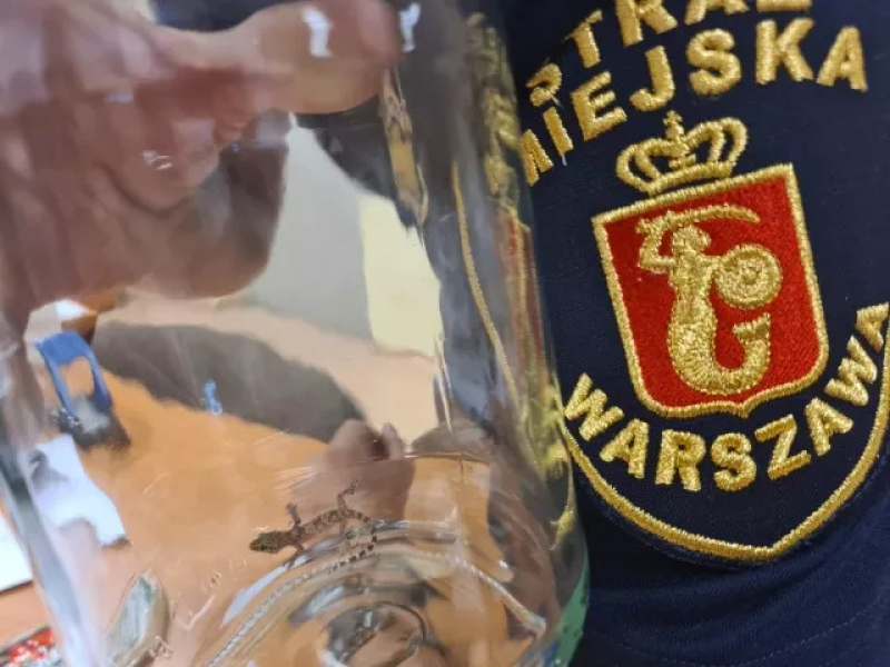 Wielka podróż małego gekona