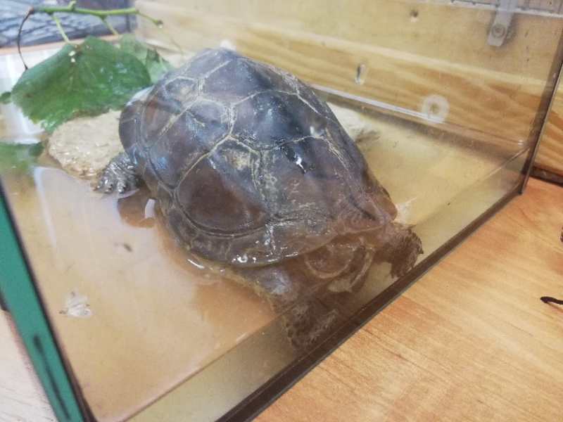 Egzotyczny podróżnik w Międzylesiu