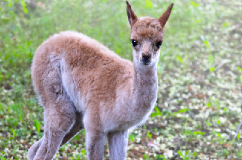 Narodziny wikuni w stołecznym ZOO