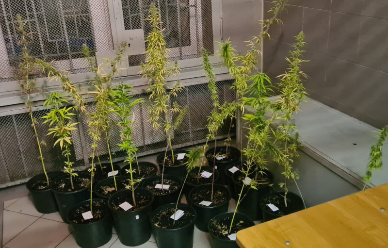 Ziarenka konopi miały mu przynosić sikorki