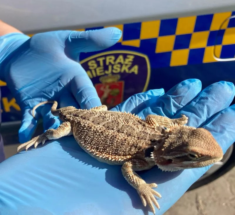 Bieszczadzka wędrowniczka trafiła do zoo