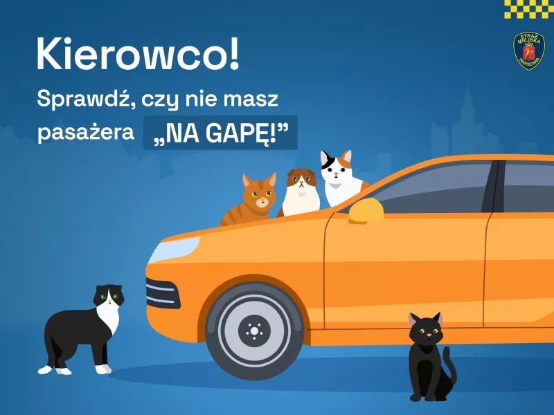Kocięta w silniku