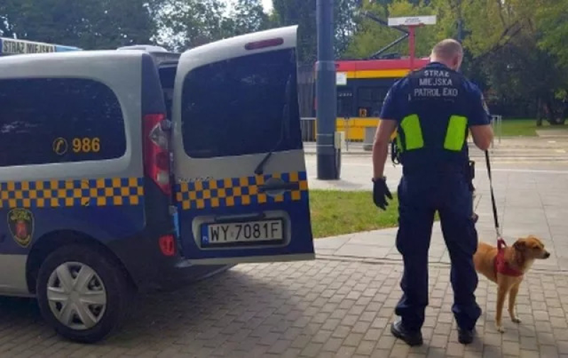 Pies, który jeździł tramwajem
