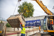 Drzewa z placu Powstańców Warszawy trafią na Pragę
