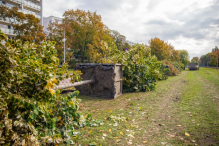 Drzewa z placu Powstańców Warszawy trafią na Pragę