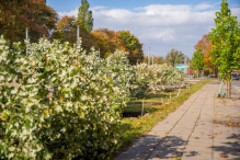 Drzewa z placu Powstańców Warszawy trafią na Pragę