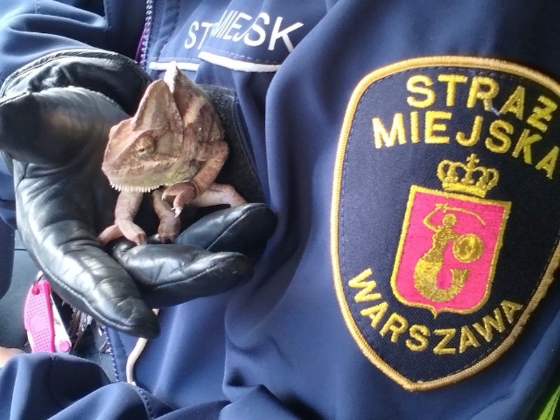 Mistrz kamuflażu wylądował na śmietniku