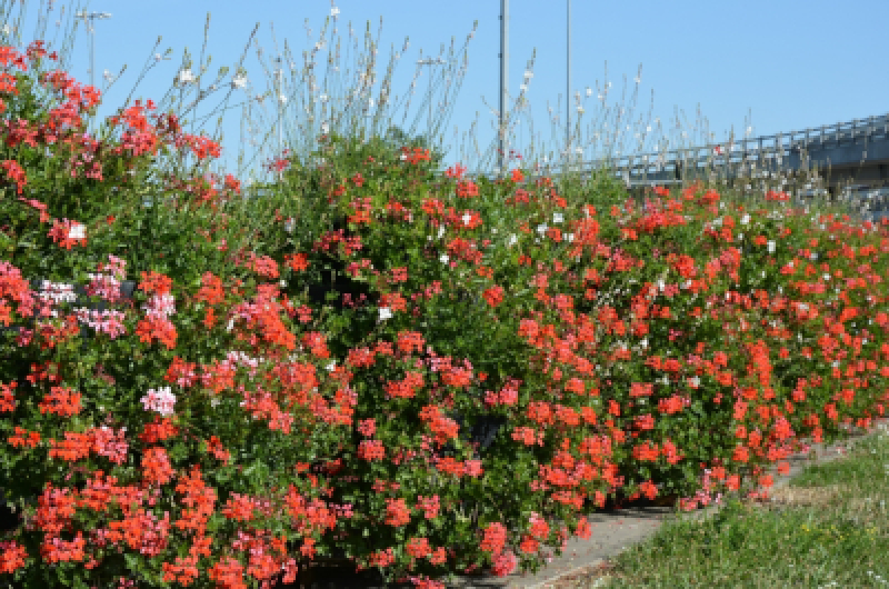 Adoptuj pelargonie z pętli