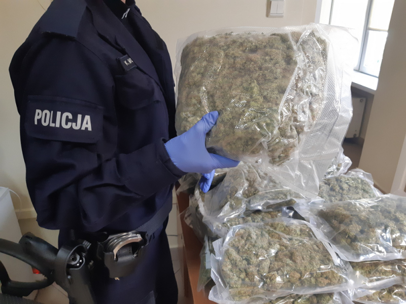 "Złota marihuana” - policjanci z Woli zabezpieczyli prawie 30 kg narkotyków