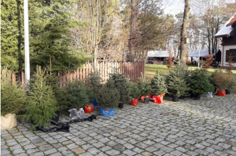 Poświąteczne zbiórki choinek w Lasach Miejskich