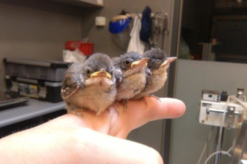 ZOOstaw, NIE porywaj! – proszą dzikie zwierzęta