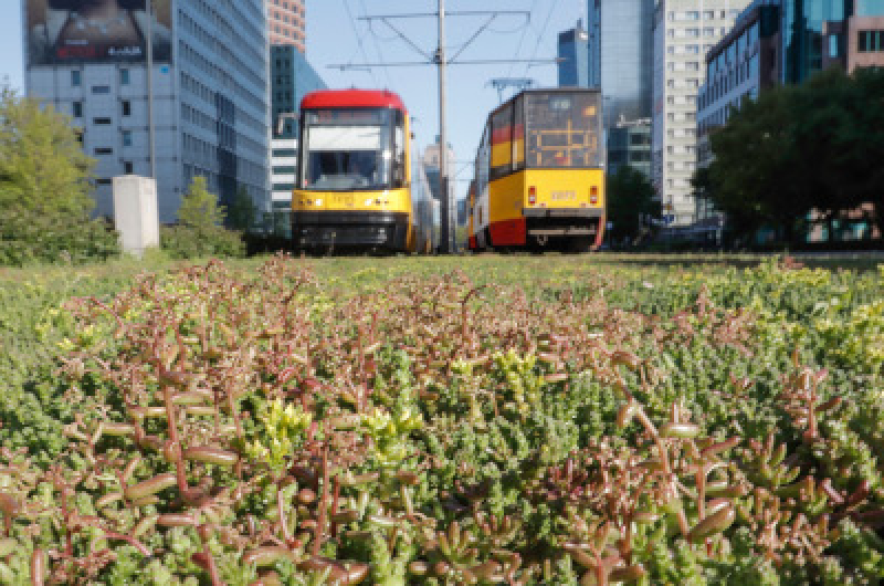 Coraz więcej zielonych torów tramwajowych
