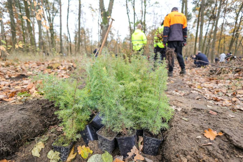 3 tysiące nowych drzew na Białołęce