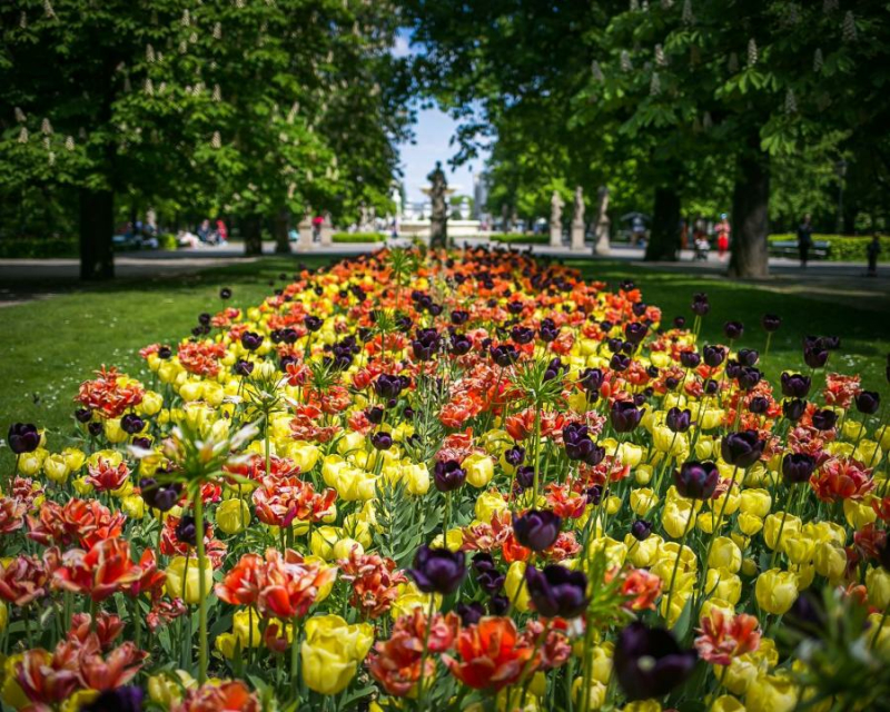 Ponad 5 milionów kwiatów zakwitnie wiosną w stolicy