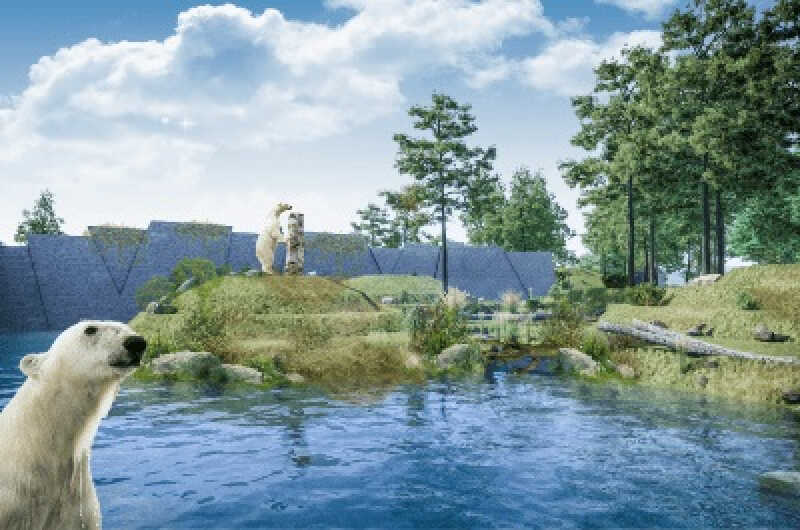 Powstaje projekt nowego wybiegu dla niedźwiedzi polarnych