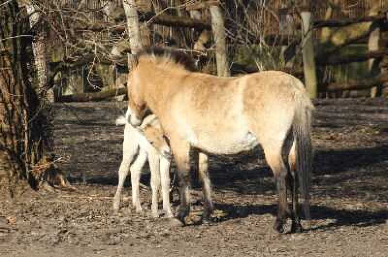 TyDzień Misji Ogrodów Zoologicznych i Akwariów