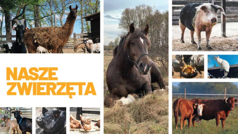 Gramy dla zwierząt – wielka ogólnopolska akcja już trwa. Finał we wrześniu!
