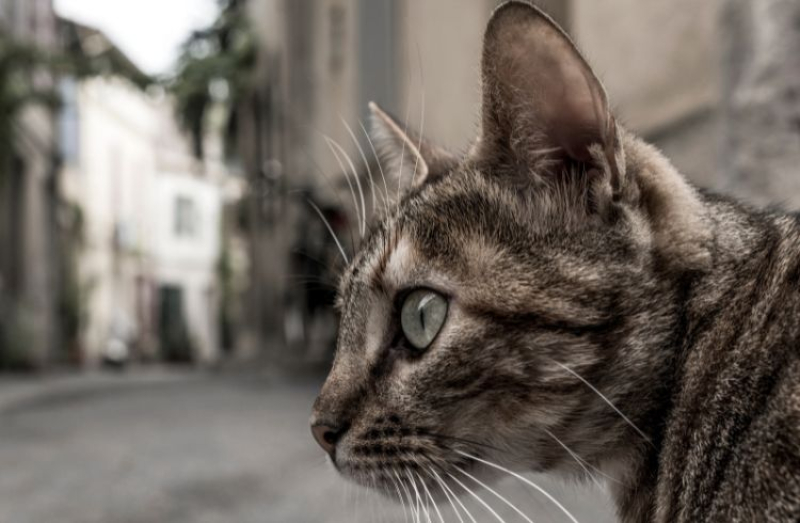 Warszawa zapewnia karmę dla kotów wolno żyjących