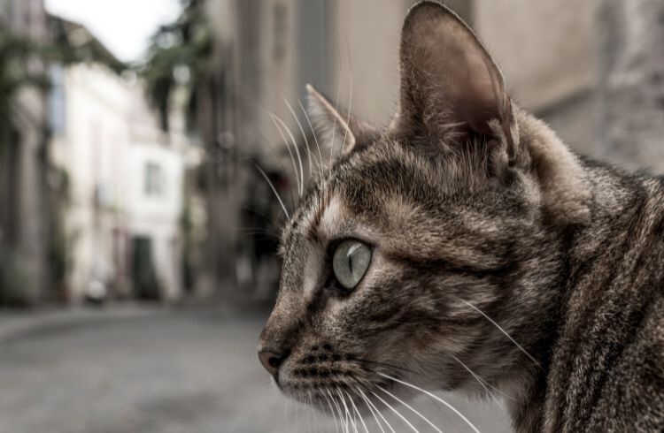 Warszawa zapewnia karmę dla kotów wolno żyjących